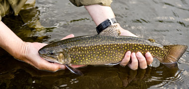 Pêche à la truite