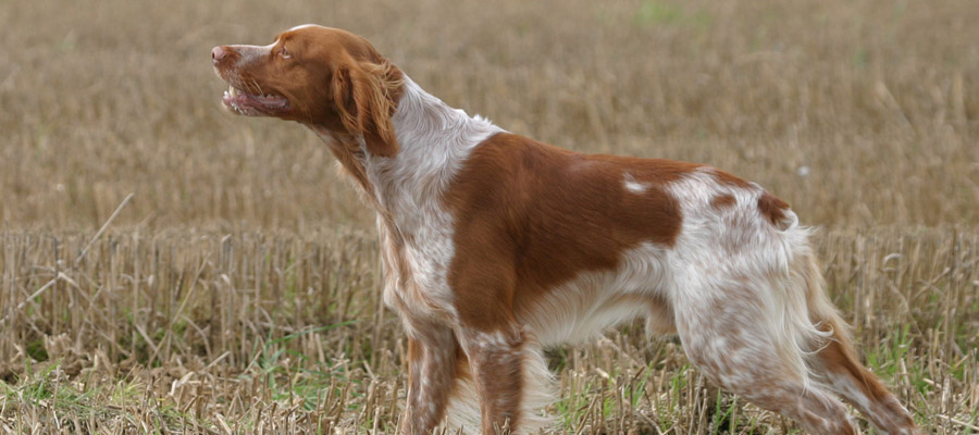 chiens de chasse