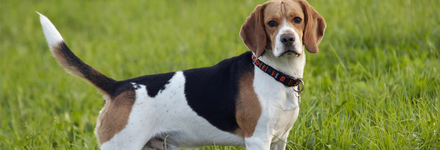 beagle chien de chasse