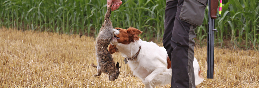 Dressage races de chiens