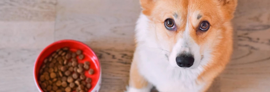 croquettes pour chiens